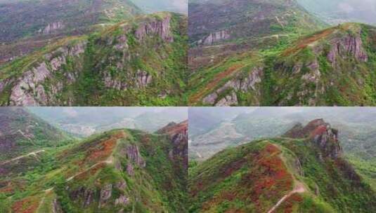 浙江温岭上保山，山鸡上的杜鹃花，映山红高清在线视频素材下载