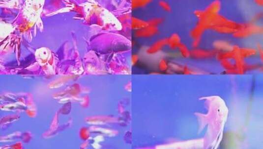 金鱼观赏鱼热带鱼水族鱼缸高清在线视频素材下载