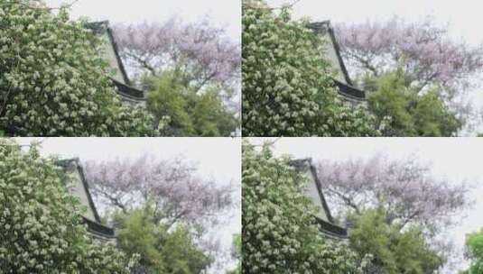 江南春天盛开的木香花特写高清在线视频素材下载