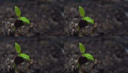 萌芽新生的植物破土而出生长延时生命力量高清在线视频素材下载