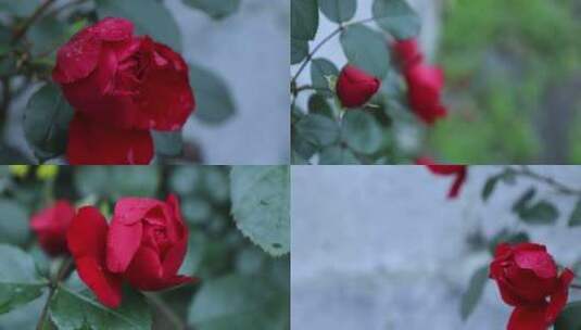 红玫瑰 玫瑰花高清在线视频素材下载