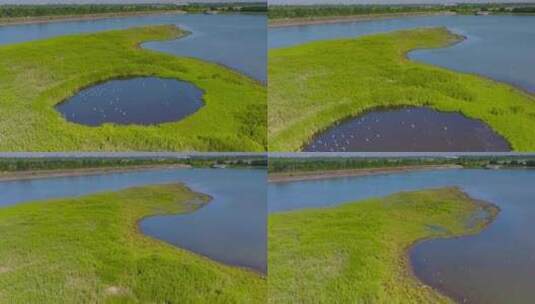 杭州钱塘大湾区湿地公园航拍视频高清在线视频素材下载