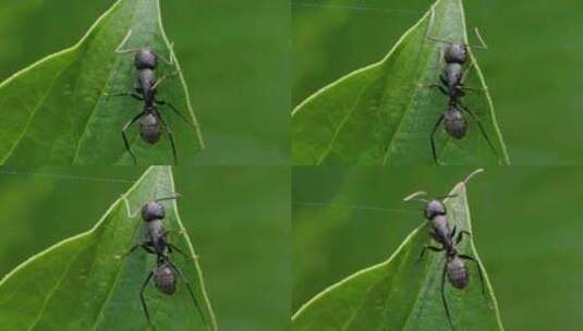 大黑蚁在绿色树叶上爬行的微观慢动作特写高清在线视频素材下载