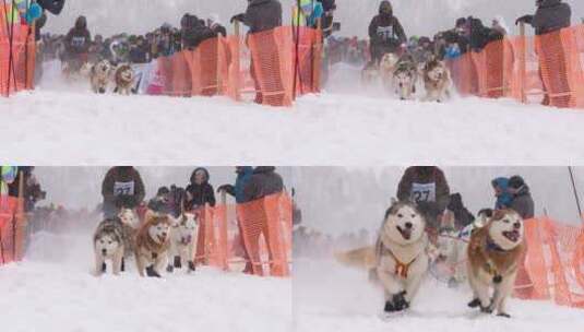 哈士奇雪橇犬队和狗司机高清在线视频素材下载