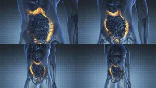 人体结肠解剖学扫描高清在线视频素材下载