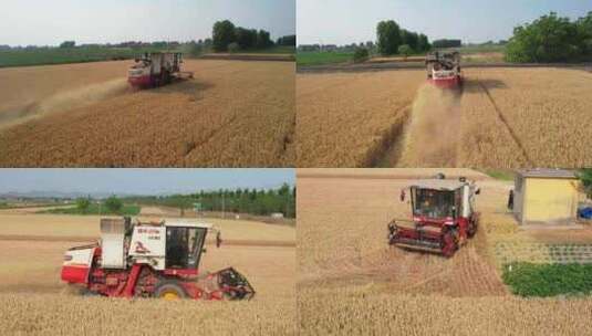 粮食丰收 三夏 联合收割机 小麦丰收高清在线视频素材下载