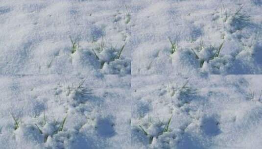 草从雪地里长出来高清在线视频素材下载