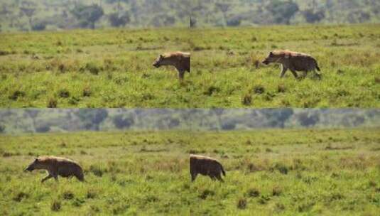 Maasai Mara，非洲，平原，肯尼高清在线视频素材下载