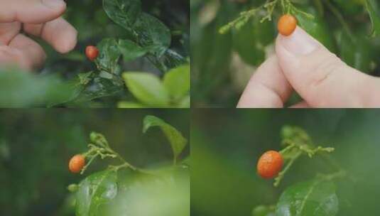 千里香的果实和花高清在线视频素材下载