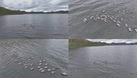 普莫雍措湖岸湿地风光高清在线视频素材下载