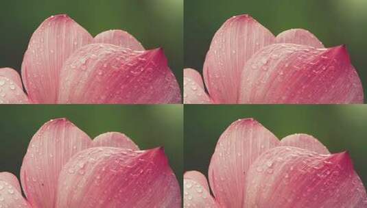 夏天雨后的荷花水珠高清在线视频素材下载