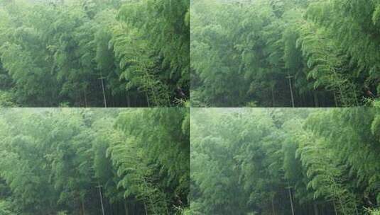 下雨天竹林景观特写，竹节挺拔竹叶繁茂高清在线视频素材下载