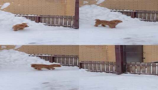 棕色泰迪狗在雪地中行走的画面高清在线视频素材下载