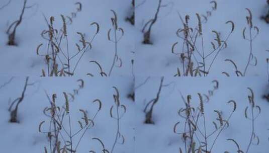 冬天 冬季 寒冷 凄凉 冷漠高清在线视频素材下载