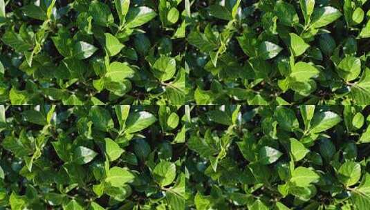绿色植物叶子特写高清在线视频素材下载