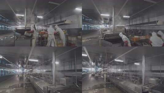 海参加工生产线工人在流水线上处理海鲜高清在线视频素材下载