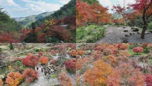 湖南永州秋天枫树林红色枫叶森林树林航拍高清在线视频素材下载