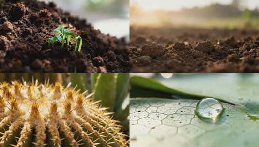 微观植物2025高清在线视频素材下载