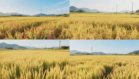 金黄稻田与远山风景高清在线视频素材下载