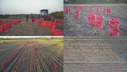 农田里的土豆丰收场景高清在线视频素材下载