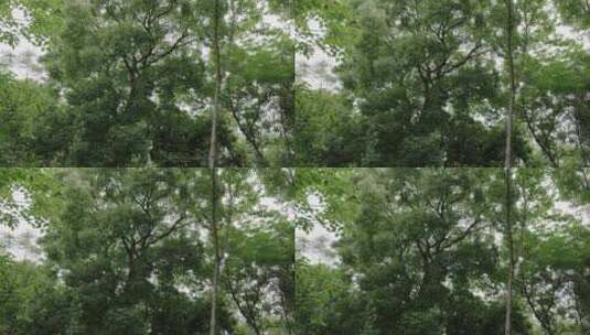 南方树林中高大的树木高清在线视频素材下载