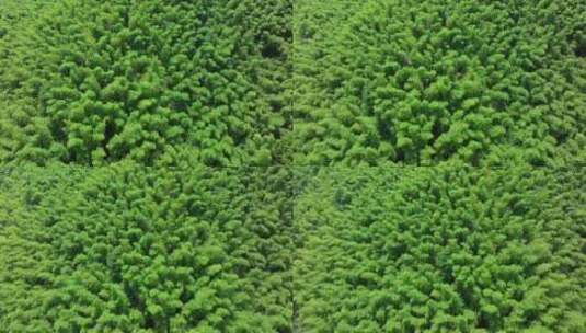 浙江湖州安吉竹海竹林竹山航拍高清在线视频素材下载