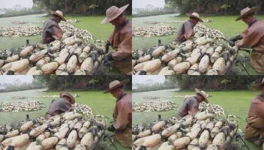 采摘莲藕丰收季节水中农户工作荷塘高清在线视频素材下载