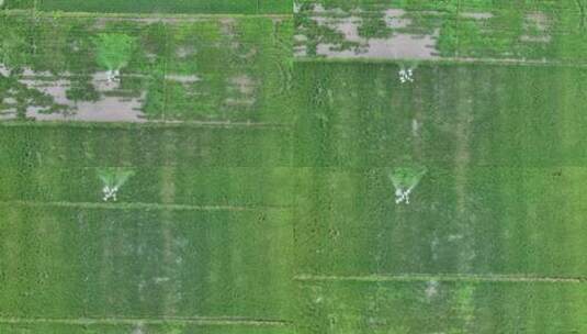 农业航拍无人机喷洒农药高清在线视频素材下载