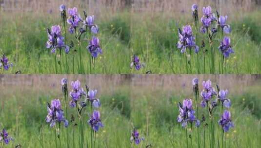 野生药用植物紫花鸢尾高清在线视频素材下载