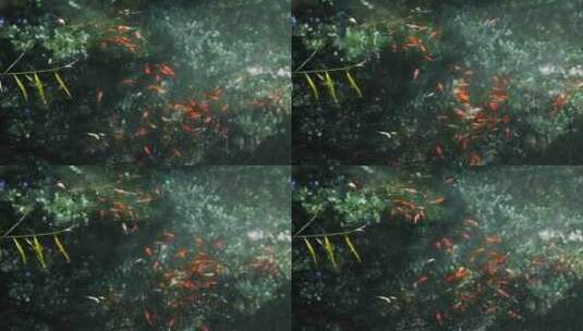 鱼群戏水游动金色锦鲤金鱼游动高清在线视频素材下载
