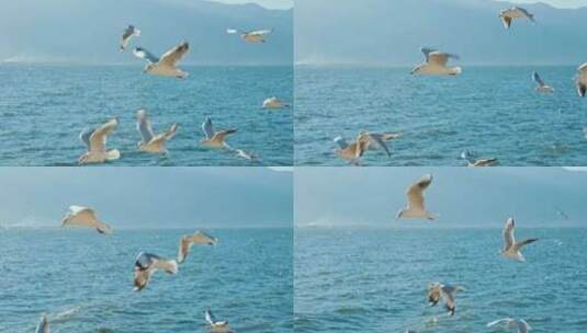 大理洱海边红嘴海鸥高清在线视频素材下载