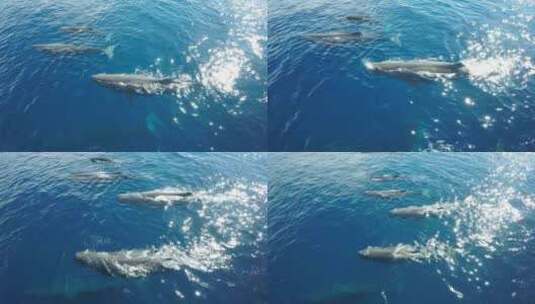 航拍大海里的鲸鱼高清在线视频素材下载