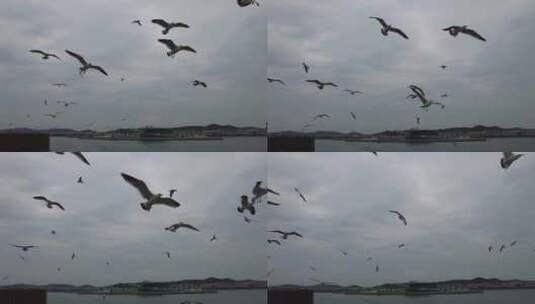 大海海洋海鸥飞翔高清在线视频素材下载