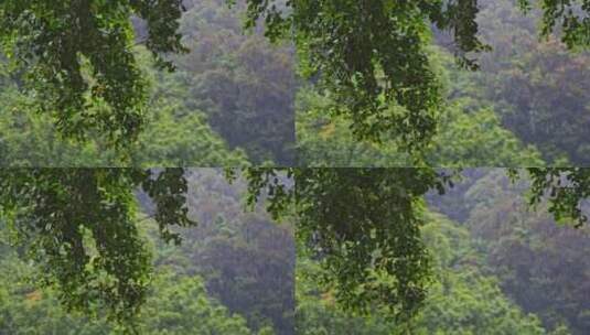 风雨交加树木树叶雨景雨季雨水雨滴下雨高清在线视频素材下载