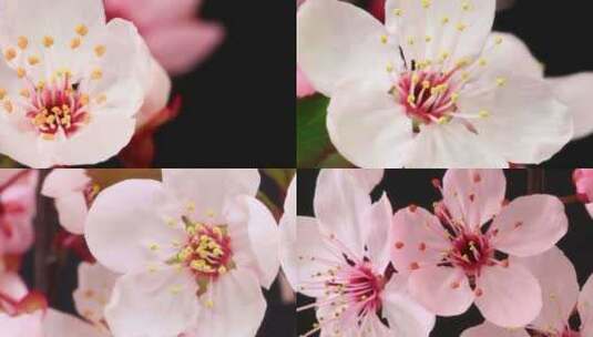 鲜艳花朵花苞绽放植物花开视频素材高清在线视频素材下载