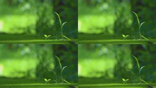 绿色背景的小草光影效果背景4K空镜高清在线视频素材下载