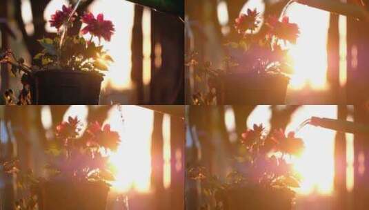 唯美夕阳下浇灌花盆、盆栽高清在线视频素材下载