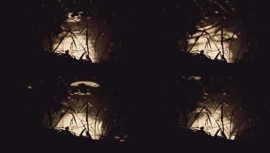 水中月亮月球倒影树叶剪影高清在线视频素材下载