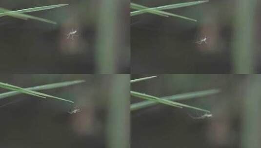 野外丛林中蜘蛛织网昆虫高清在线视频素材下载