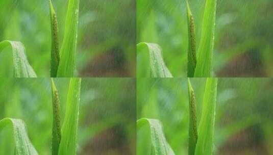 玉米庄稼露水雨滴丰收农田水滴谷雨植物滴落高清在线视频素材下载