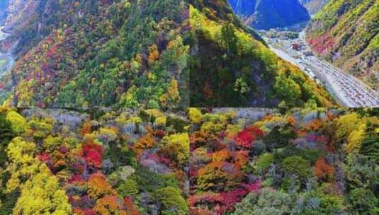 航拍四川理县毕棚沟口景区大门秋景彩林高清在线视频素材下载