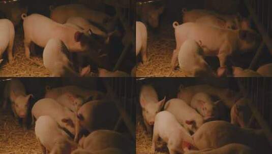 生猪养殖场高清在线视频素材下载