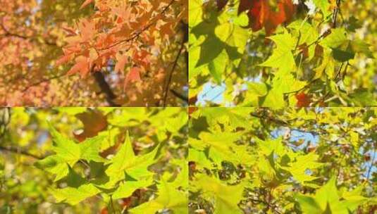 秋天树叶梧桐树叶高清在线视频素材下载