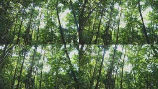 绿色森林树木丛林自然风景高清在线视频素材下载