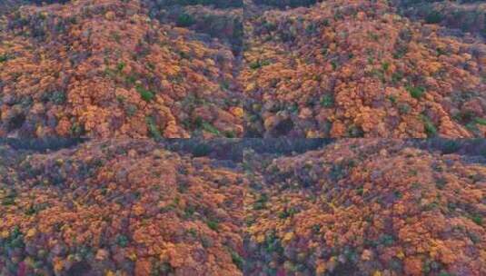 4K秋天色彩五花山光雾山秋景风光自然新疆高清在线视频素材下载