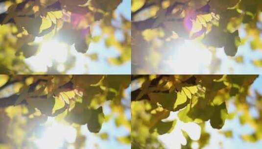 秋天黄叶高清在线视频素材下载