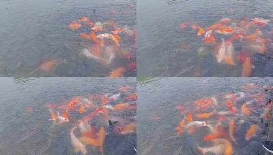 池塘里的锦鲤鱼红鲤鱼高清在线视频素材下载
