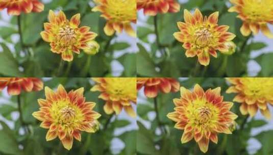 大丽花绽放花朵盛开延时摄影视频高清在线视频素材下载