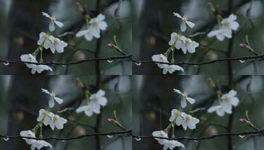 春天雨季樱花升格空镜高清在线视频素材下载