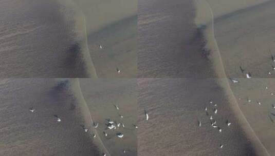 钱塘江潮水湿地滩涂鹭鸟候鸟高清在线视频素材下载